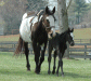 Mares and Foals